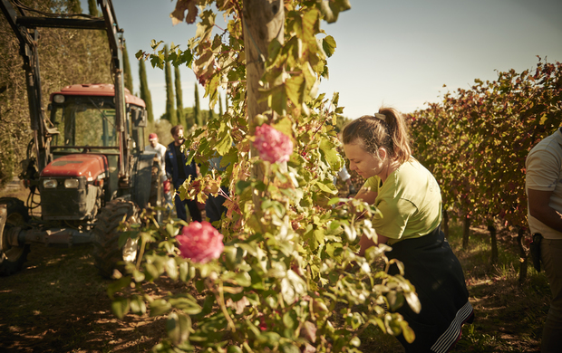 Cantine Aperte… in Vendemmia
