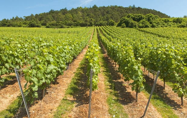 Champagne, paesaggio da scoprire