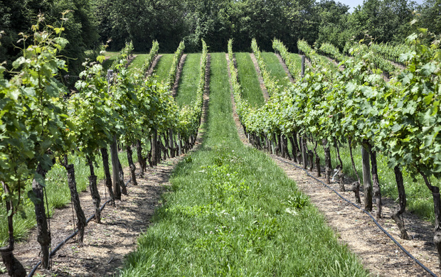 Vini veneti in villa