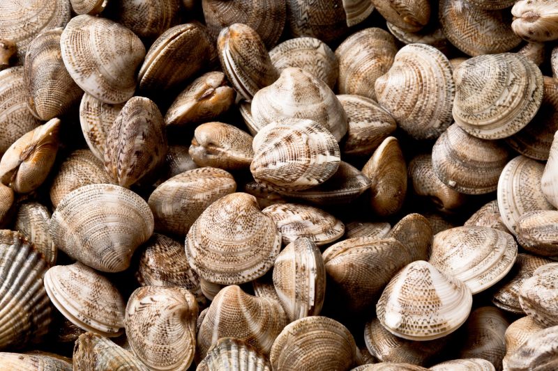 Lavaggio delle vongole