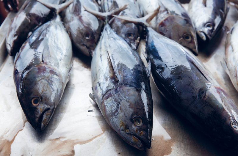Il tonno: le specie presenti nel Mediterraneo