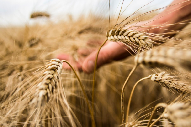 Il Patto di Armando, un esempio di sostegno all’agricoltura da parte dell’industria