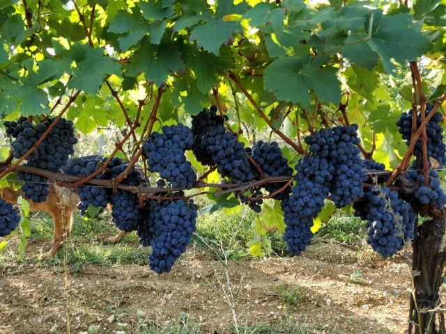 A Mombaruzzo terre rosse da vivere e da bere
