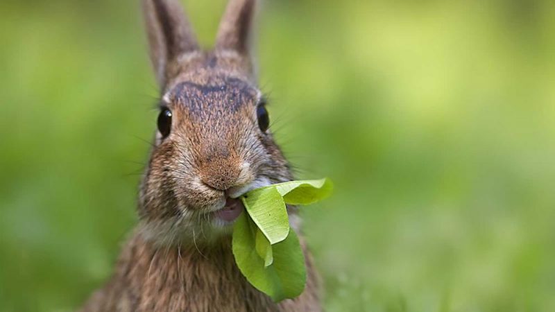 Carne di coniglio: un’alternativa di gusto