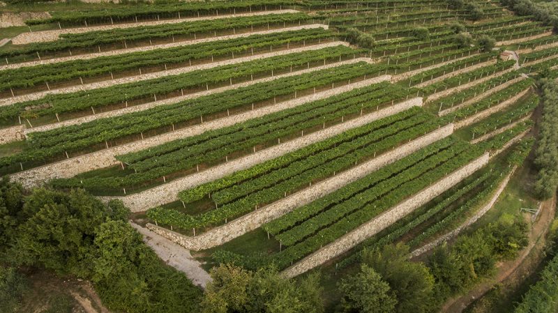 Le Famiglie Storiche: cosa sono e cosa ci raccontano sull’Amarone