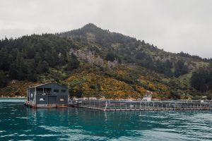Ora King Salmone Nuova Zelanda