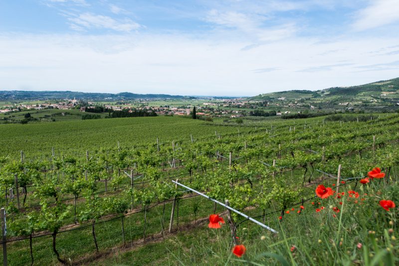 Vini d’estate 2021: 7 etichette da scoprire in vacanza