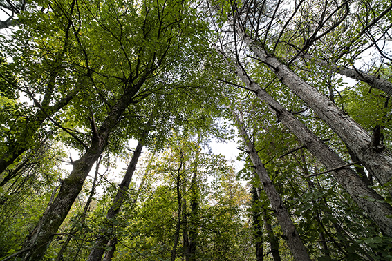 Il Bosco del Molino: l’eredità di Agugiaro e Figna per le future generazioni