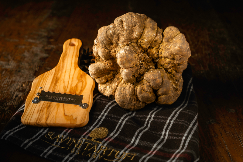 Savini Tartufi trova un maxi tartufo da 797 grammi: è record di stagione!