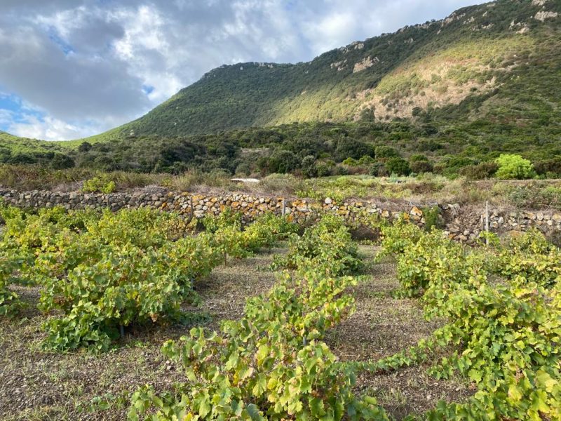 L’altra Pantelleria. Racconti di vino su Italian Gourmet