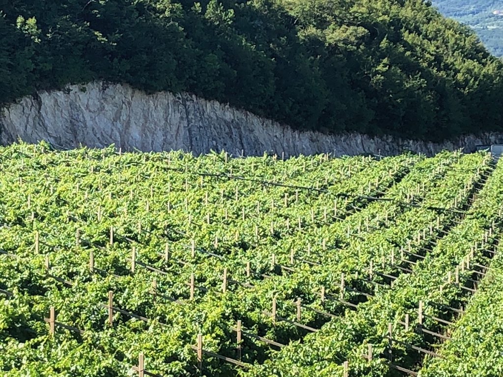 Vino Italiano - Vigne