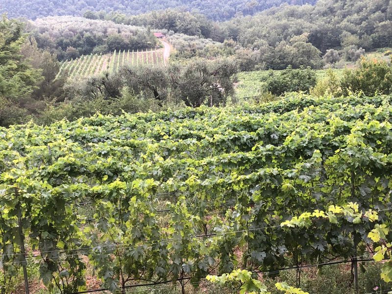 Italia di storie e territori. Racconti di vino su Italian Gourmet