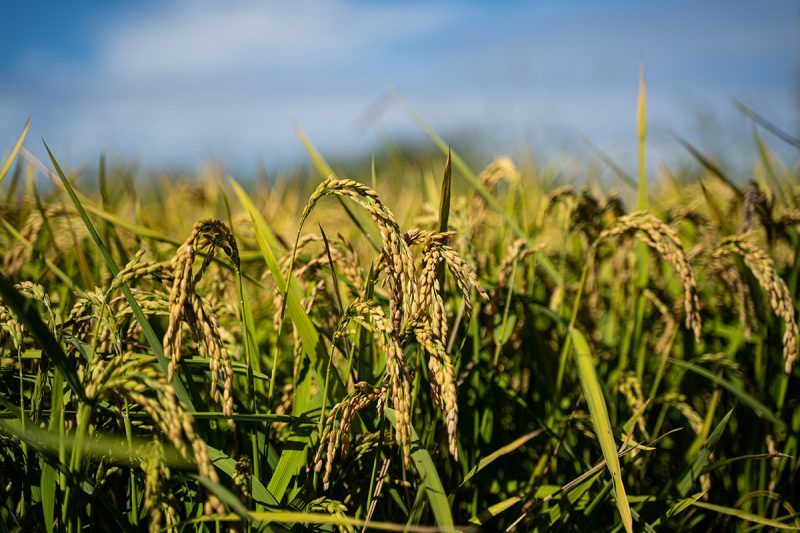Riso Chiaro: il primo progetto che permette di tracciare la filiera del riso
