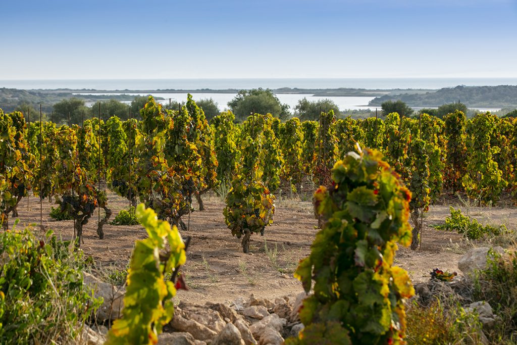 Val di Noto - Vigne Vendicari