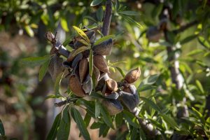 Veracruz Almonds