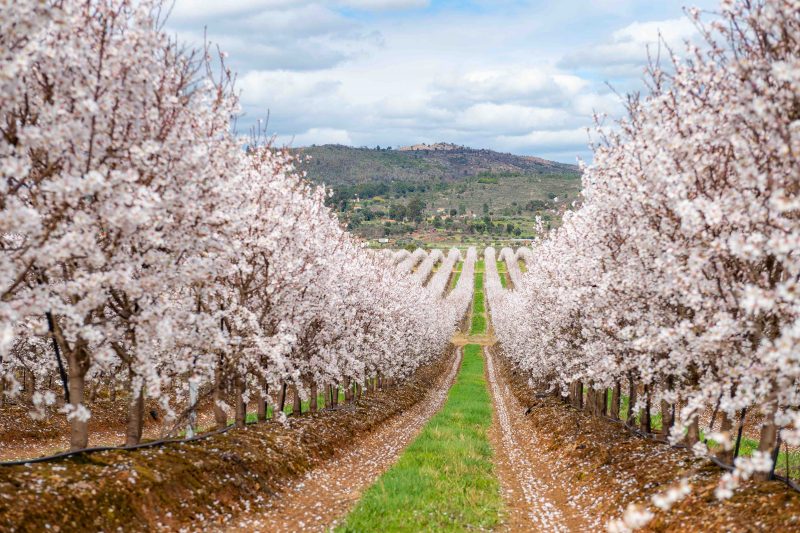 Veracruz Almonds: investimento, tecnologia, sostenibilità ed economia circolare