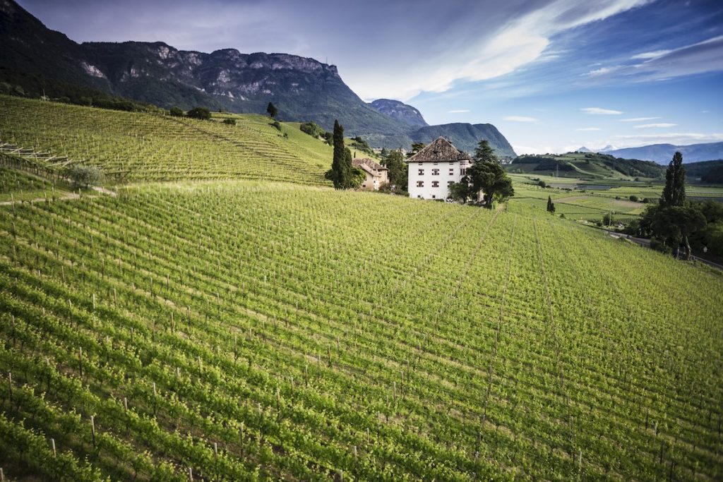 Vino Vigna Castel Ringberg