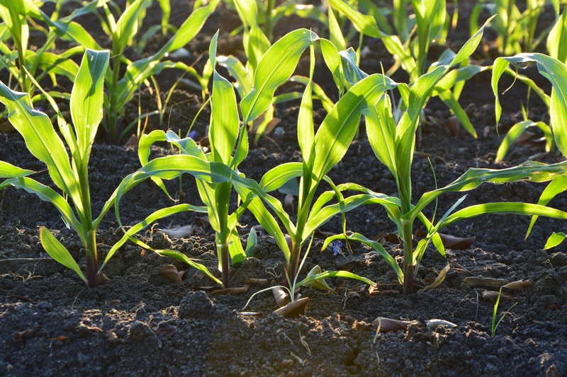 La (R)evoluzione sostenibile della filiera agroalimentare italiana