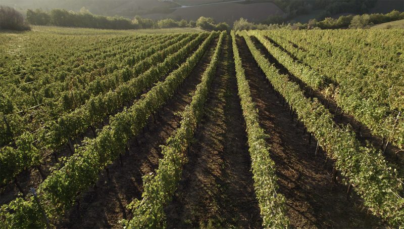 Vini estate 2022: 5 etichette da scoprire in vacanza