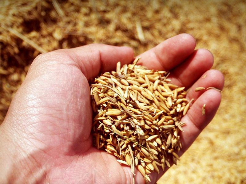 La crisi del grano vista dai consumatori e dai molini. Richiedi l’ebook