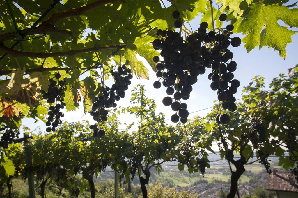 Moscato di Scanzo uva