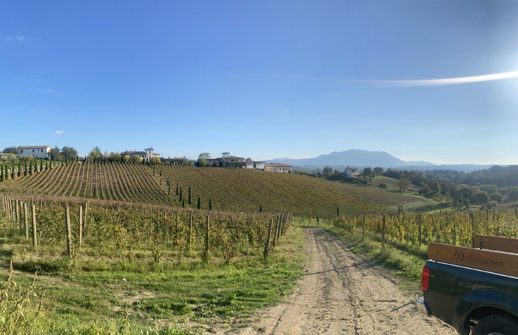 Quintodecimo vino