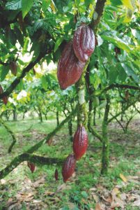 Belcolade Award Cocoa Trip