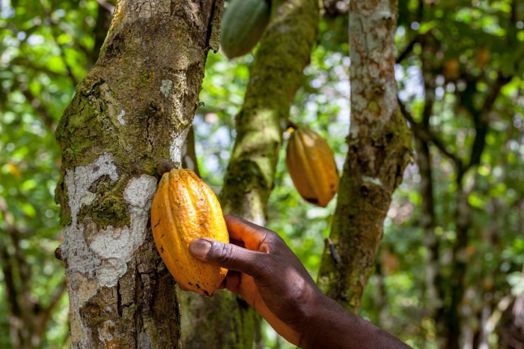 Cacao-Trace Puratos cacao frutto