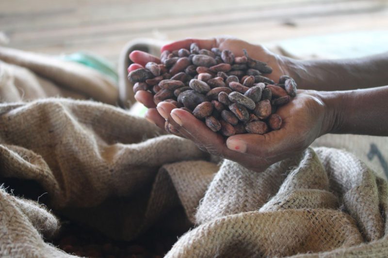 Cacao-Trace e l’impegno di Puratos per la sostenibilità della filiera del cacao
