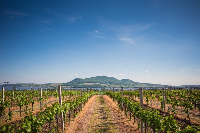 Vini di Ferragosto: le etichette per brindare d’estate