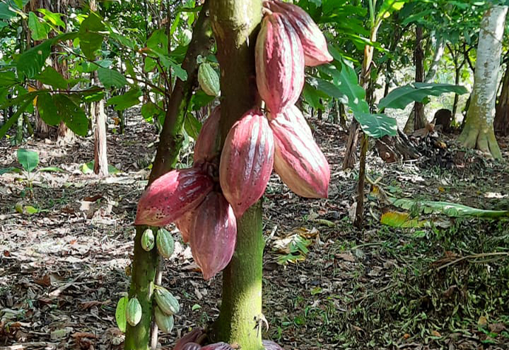A WPS 2023 le novità al cacao di Agricacao by Agrimontana